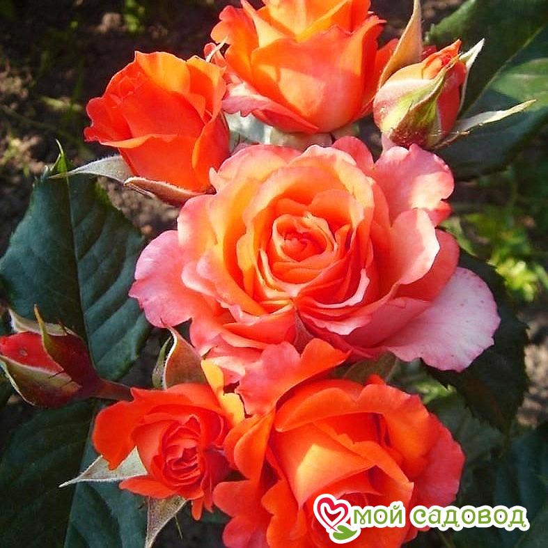 Роза чайно-гибридная Верано