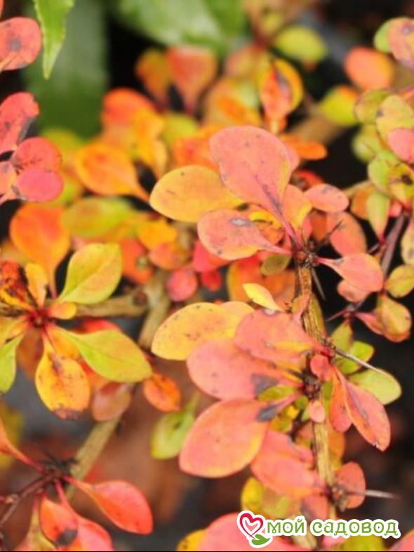 Барбарис Тунберга «Грин Карпет»