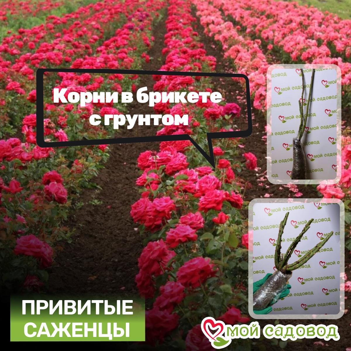 Роза Лавли Грин