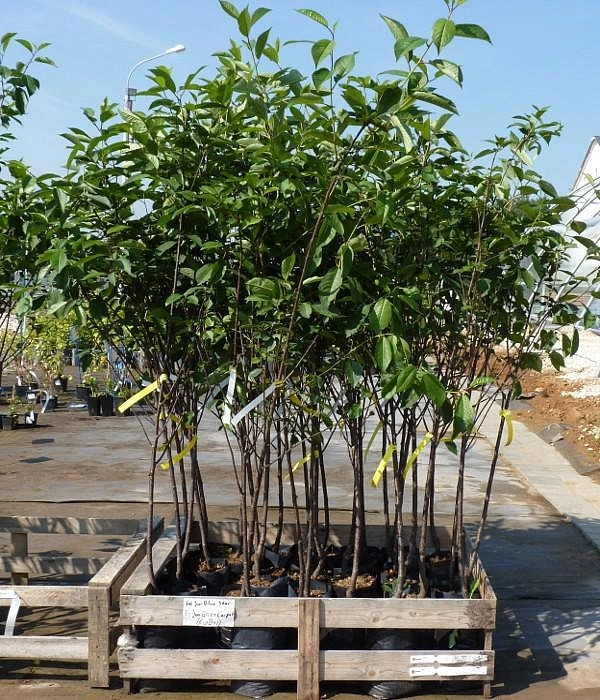 Вишня Владимирская